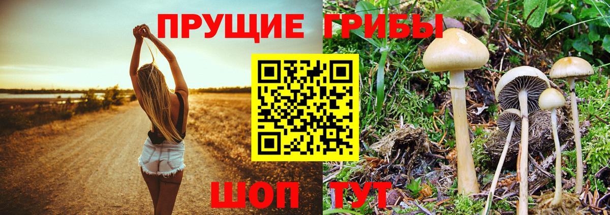 Псилоцибиновые грибы Psilocybine cubensis  Вход с VPN  цена наркотик  Сердобск 